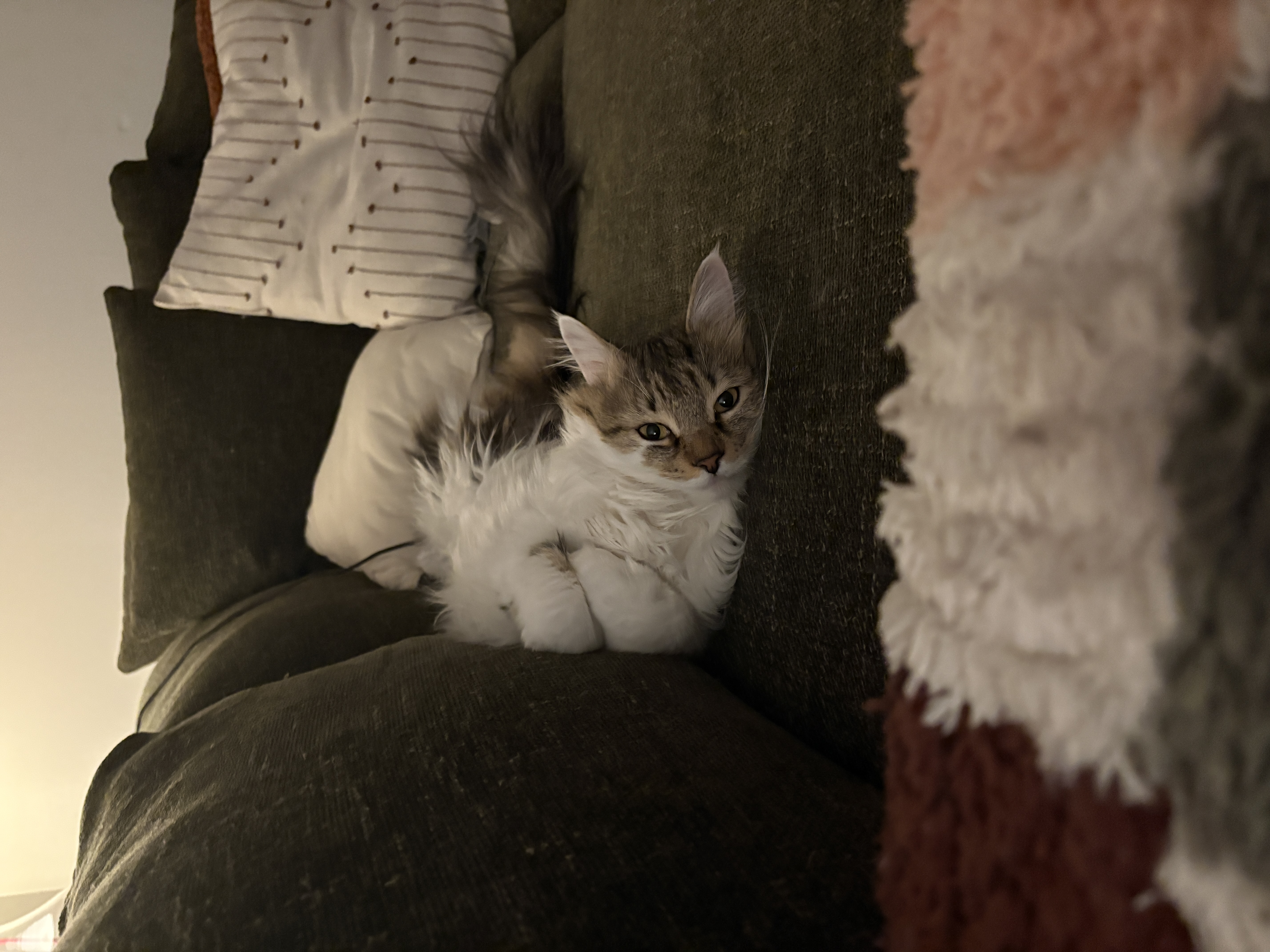 Bonnie