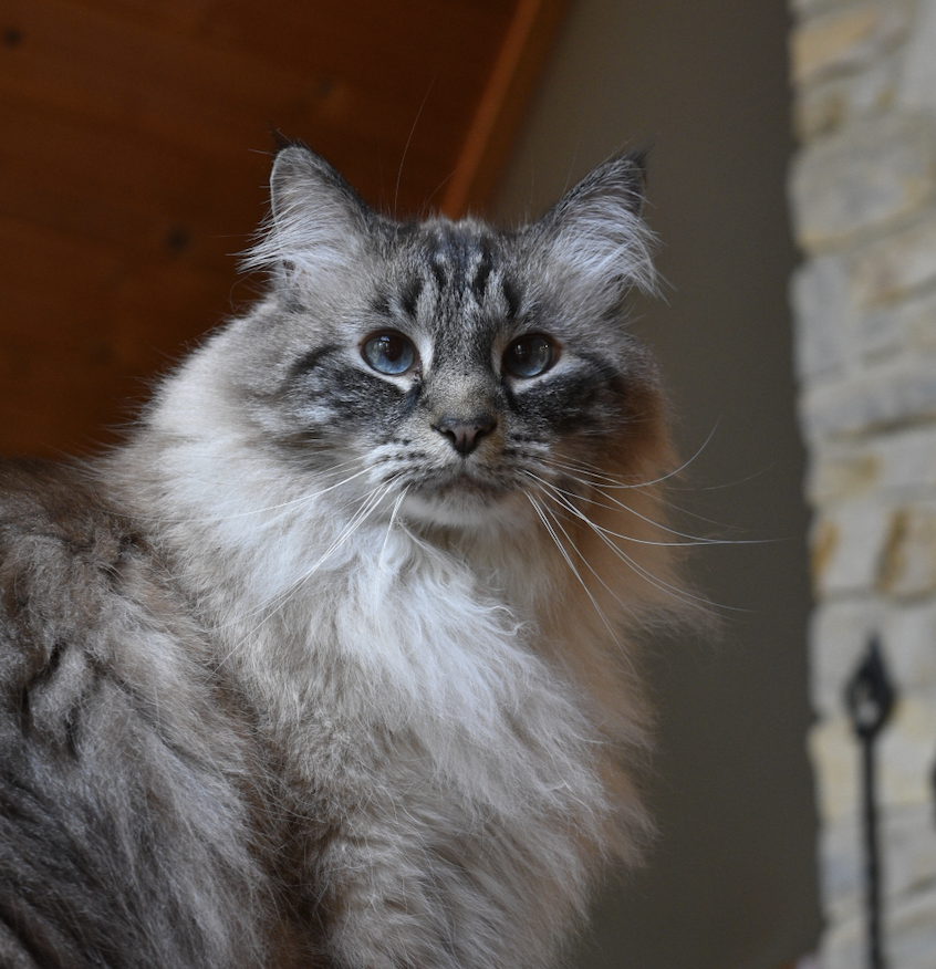 Max